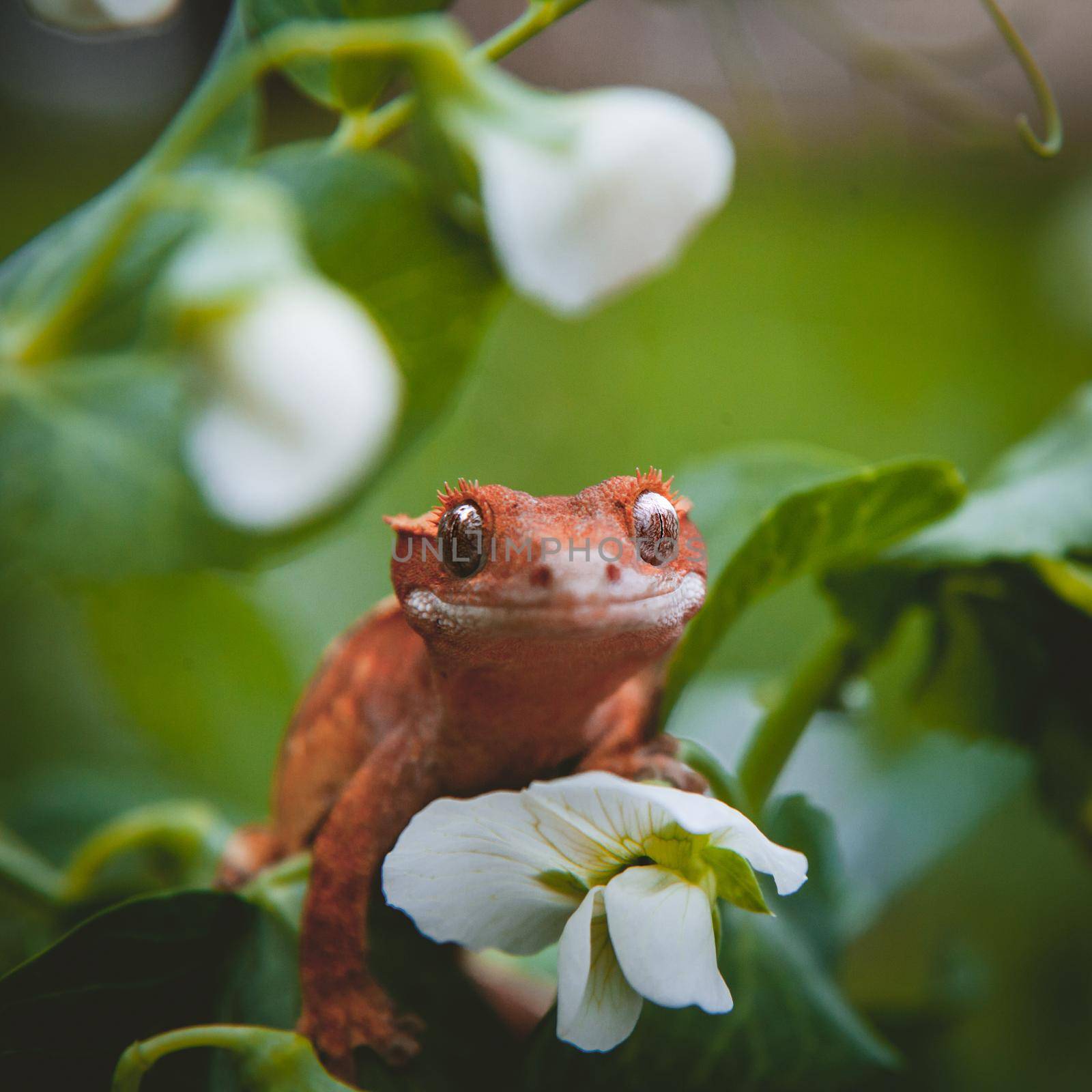 New Caledonian crested gecko, Rhacodactylus ciliatus, with white flowers