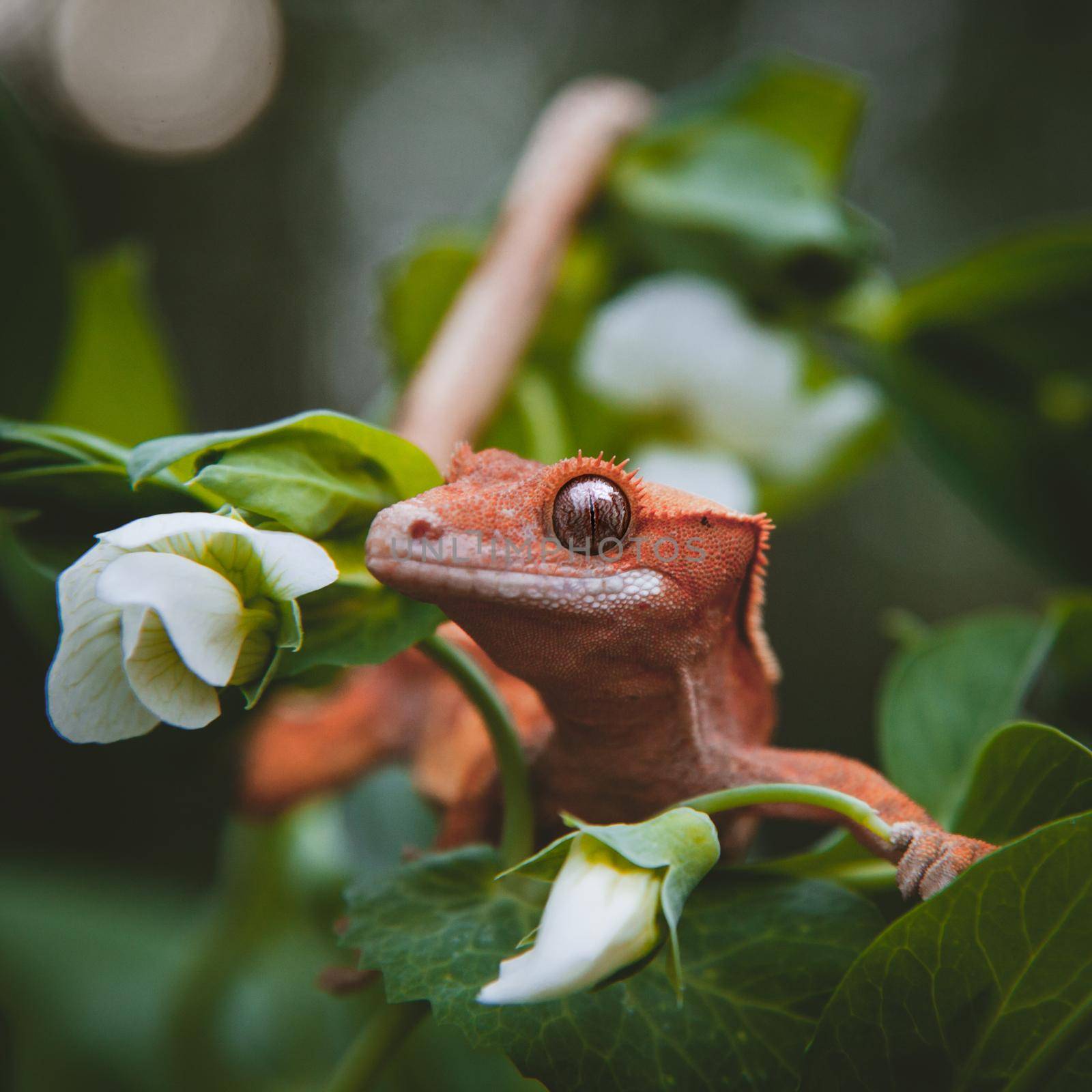 New Caledonian crested gecko with white flowers by RosaJay