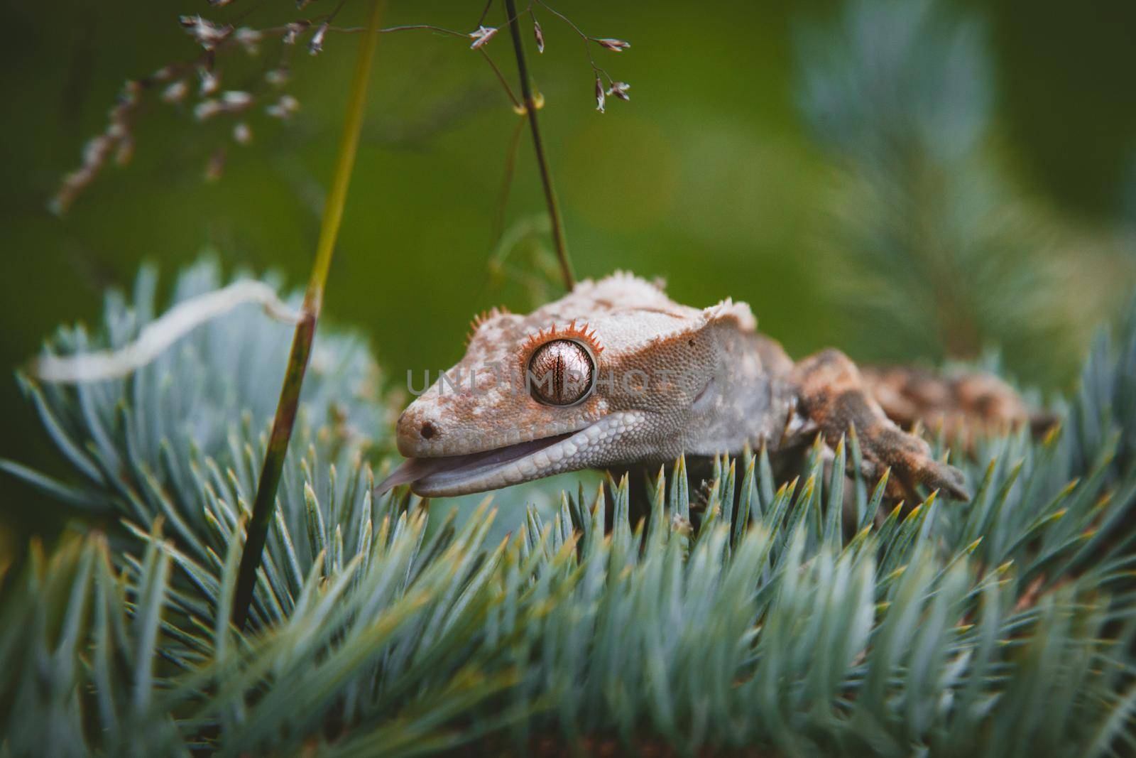 New Caledonian crested gecko sitting on tree by RosaJay