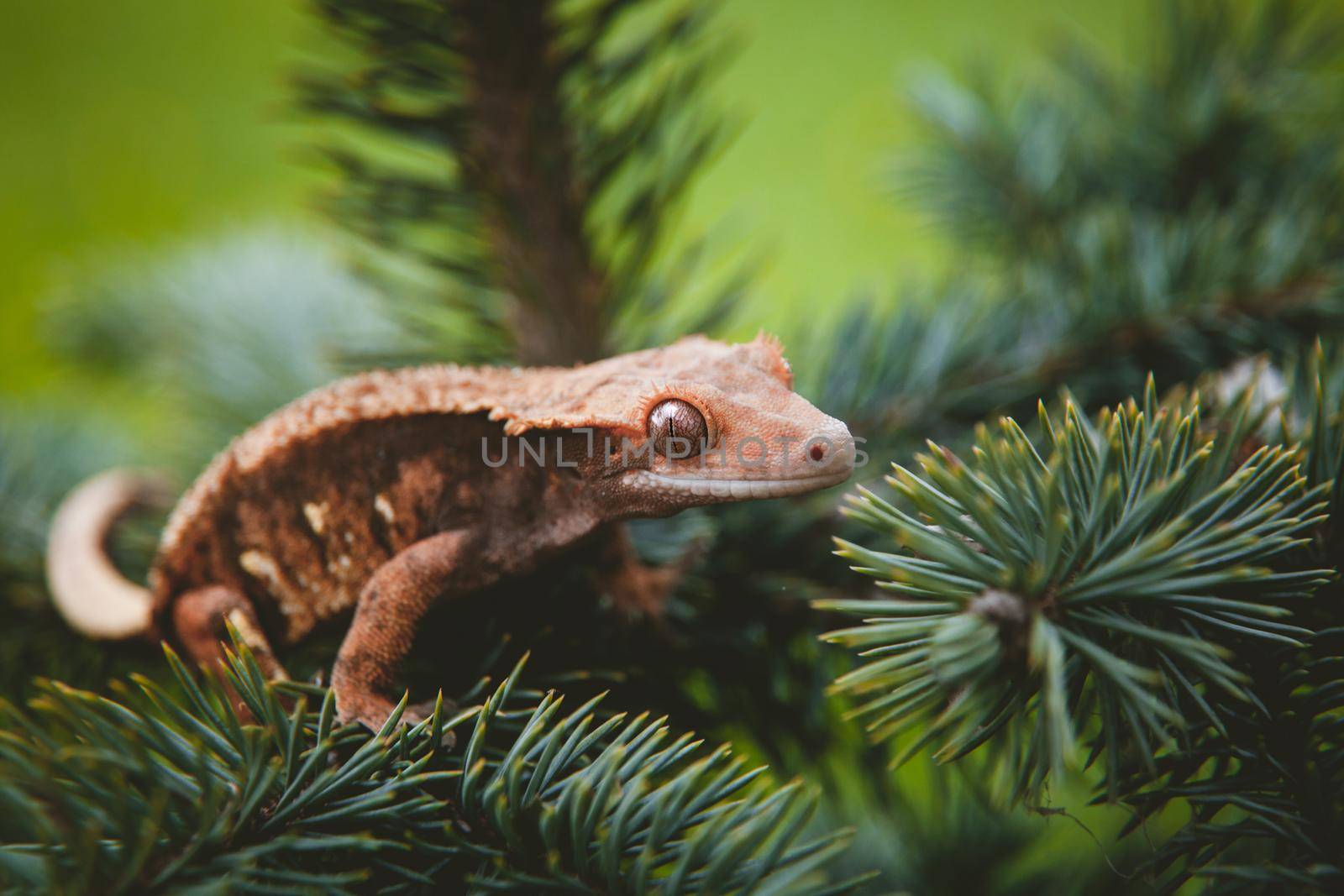 New Caledonian crested gecko sitting on tree by RosaJay