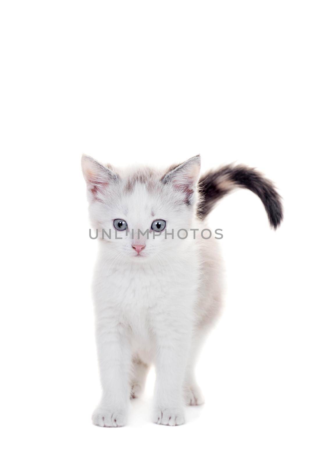 Small kitten on white by RosaJay