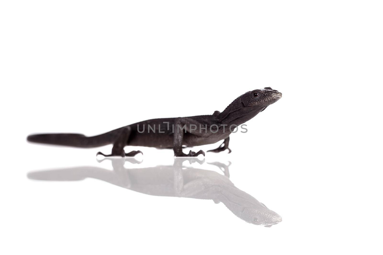 Black tree monitor lizard, varanus beccari, isolated on white