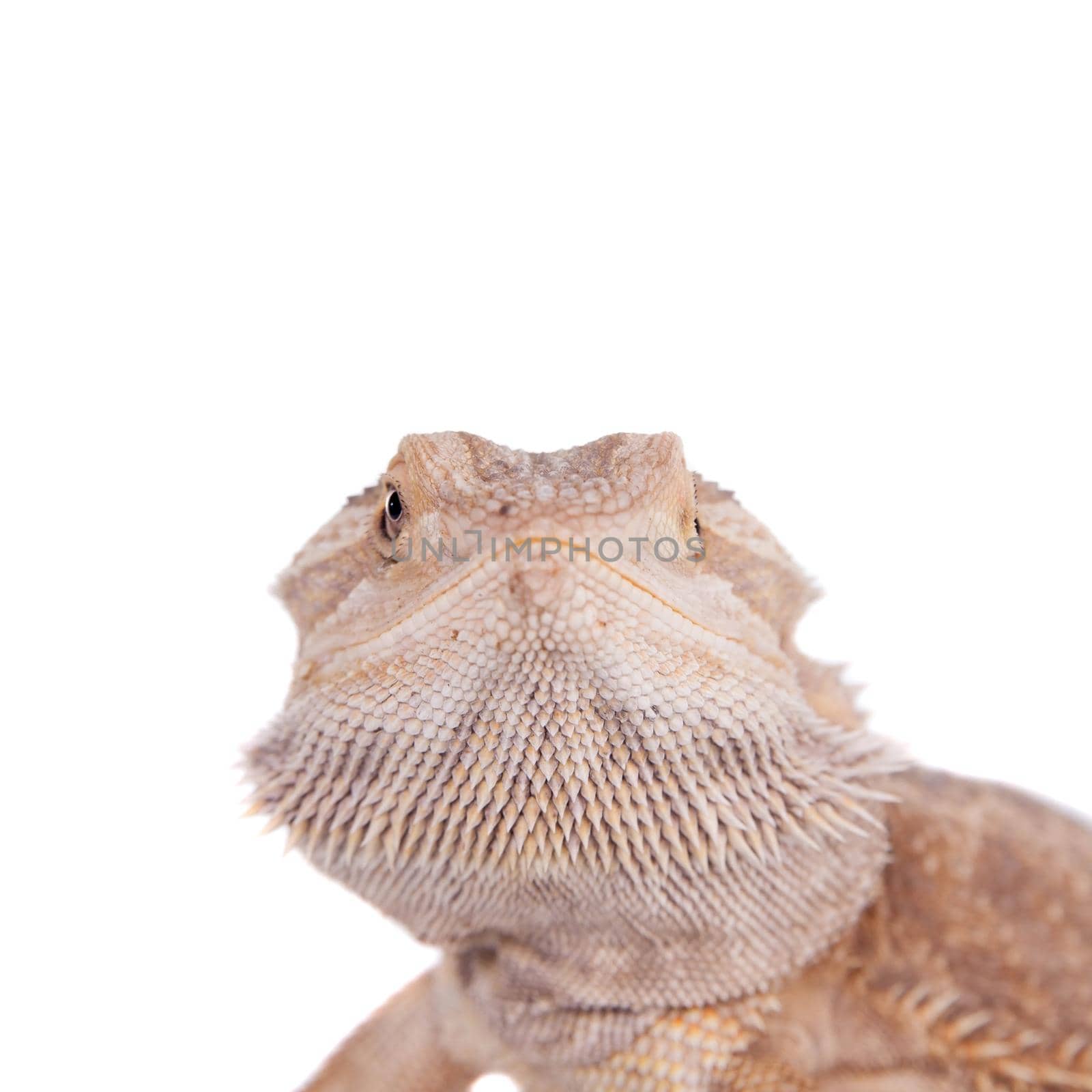 Central Bearded Dragon, Pogona vitticeps, isolated on white background