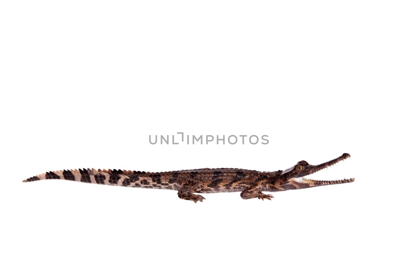 The false gharial , Tomistoma schlegelii, isolated on white background