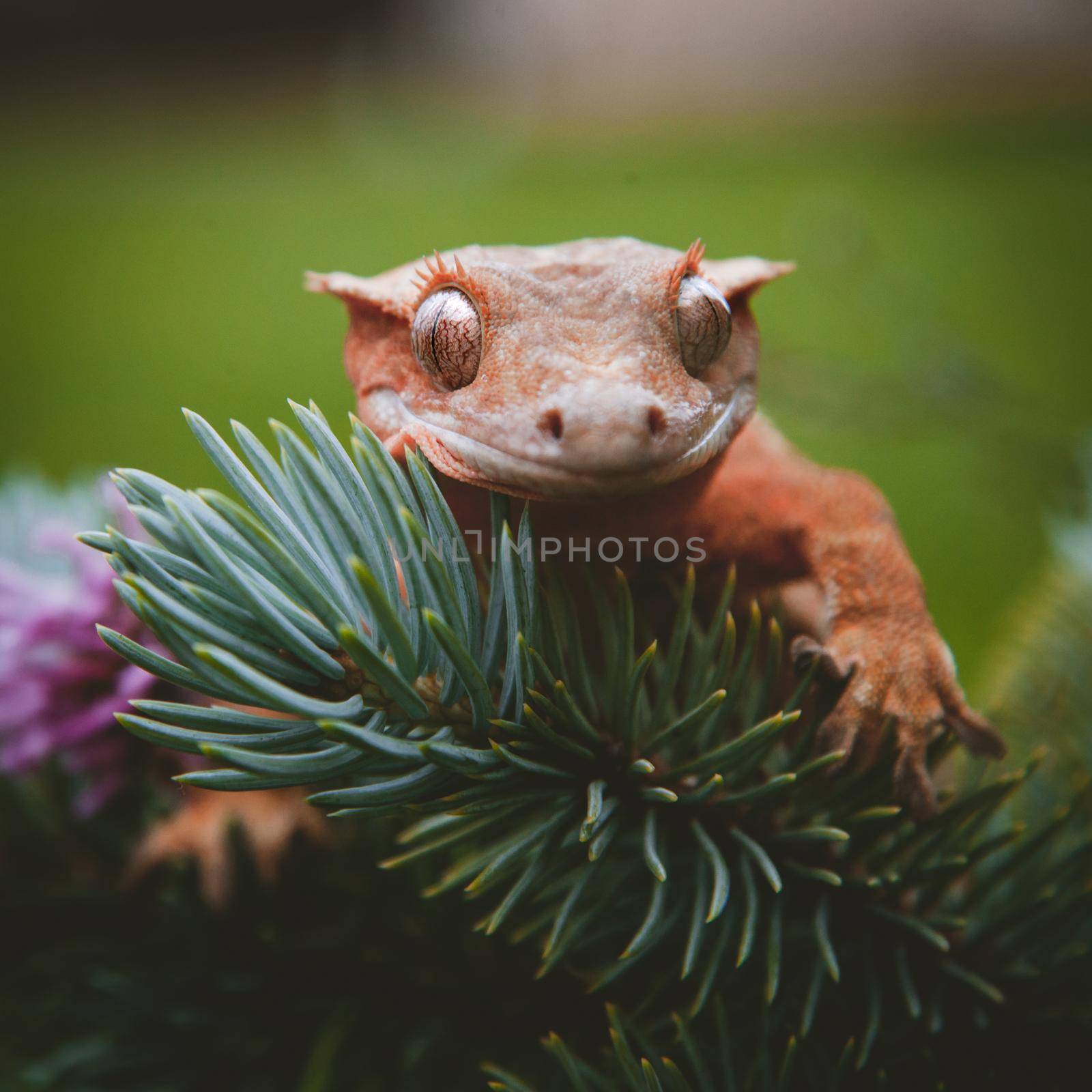 New Caledonian crested gecko, Rhacodactylus ciliatus, on tree with flowers