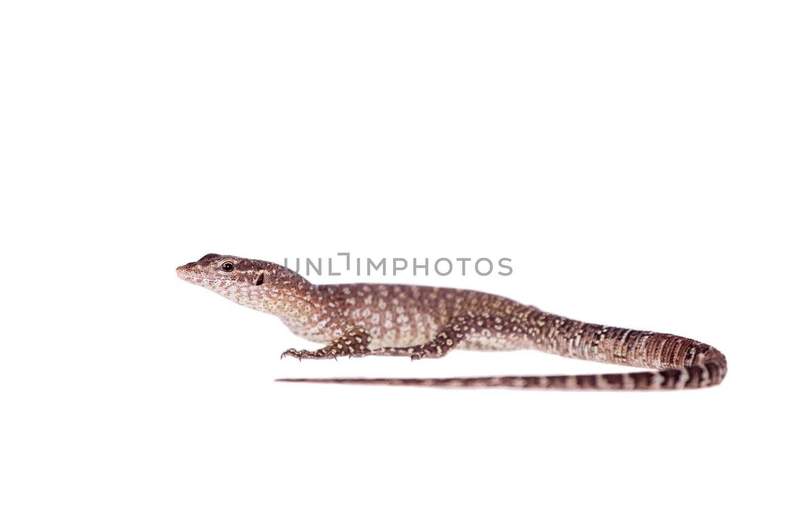 Asian Water Monitor Lizard, Varanus salvator, on white by RosaJay