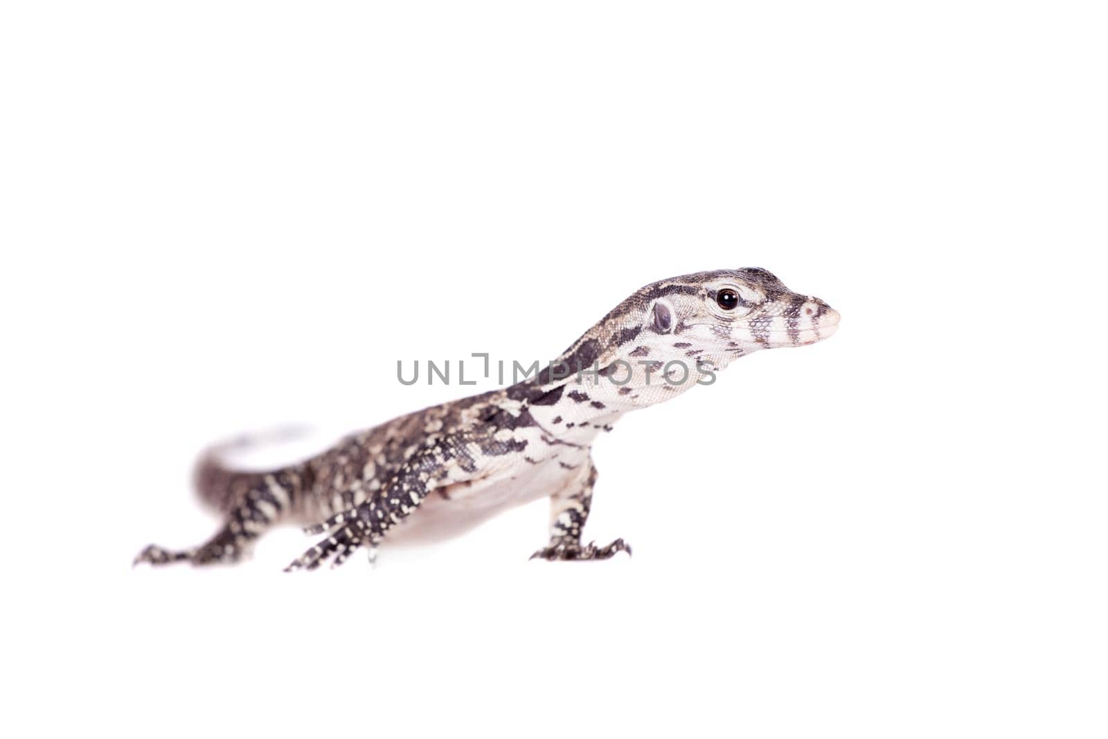 Timor Monitor Lizard, Varanus timorensis, on white by RosaJay