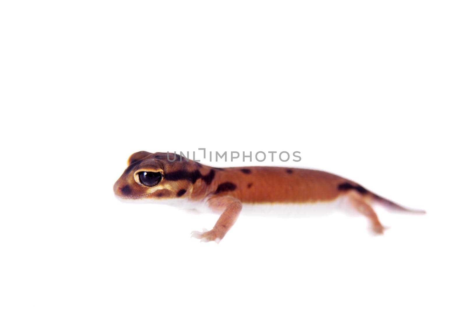 Pale Knob-tailed Gecko, on white by RosaJay