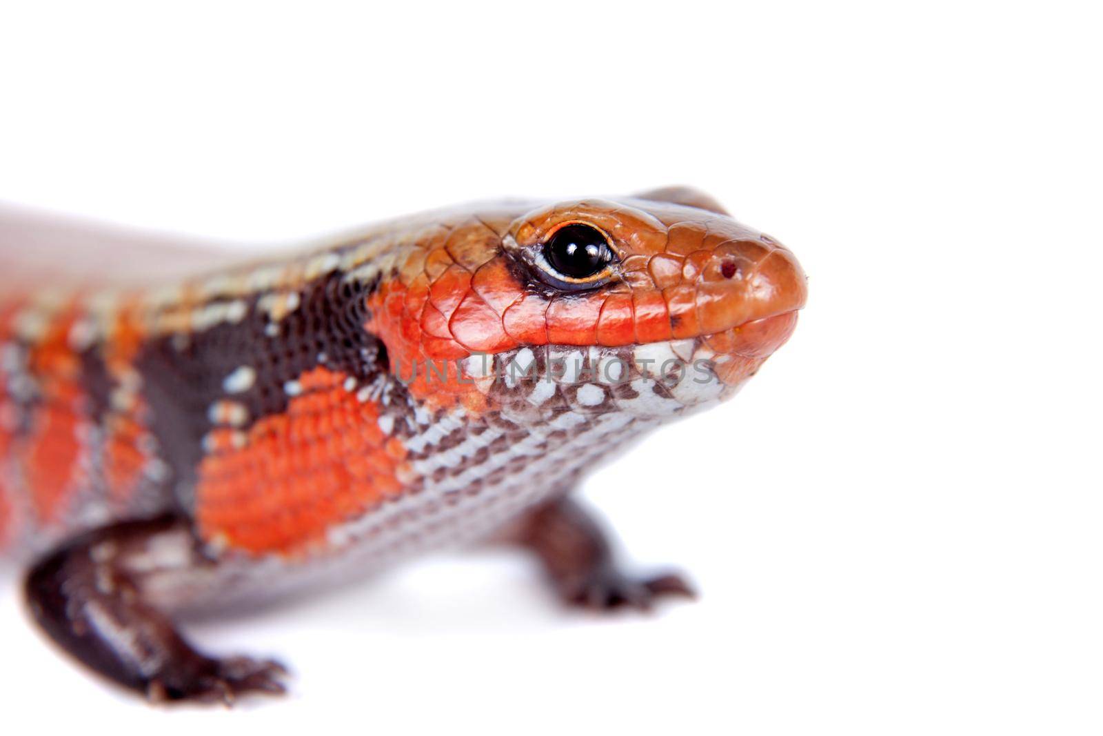 Fire Skink, Riopa fernandi, isolated on white background.