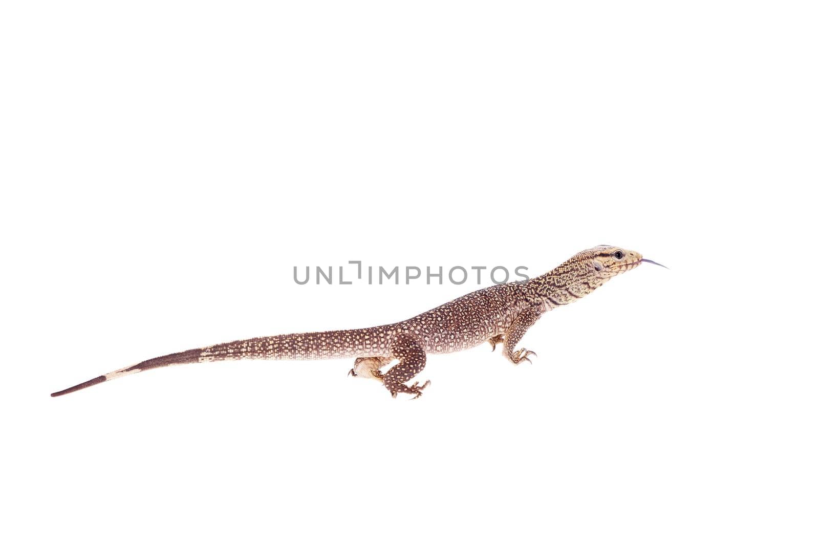 Clouded Monitor, Varanus nebulosus, on white by RosaJay