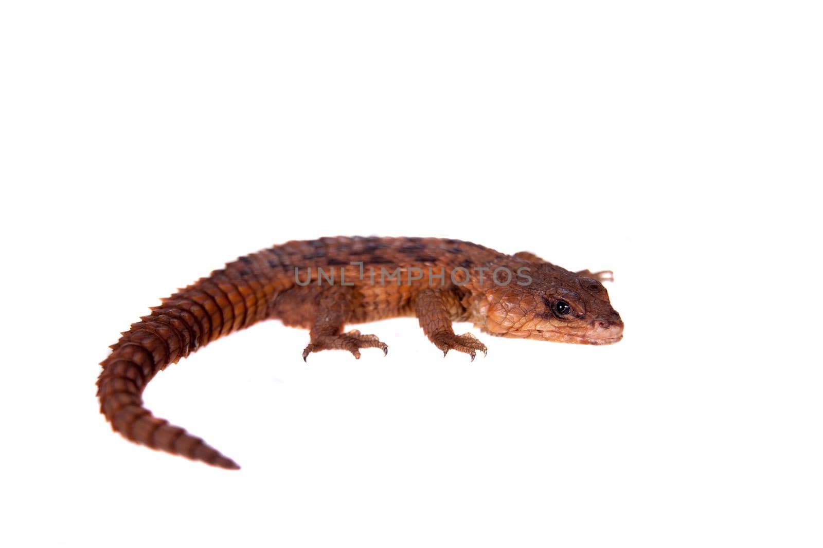 Transvaal Girdled Lizard, Cordylus vittifer, isolated on white background.