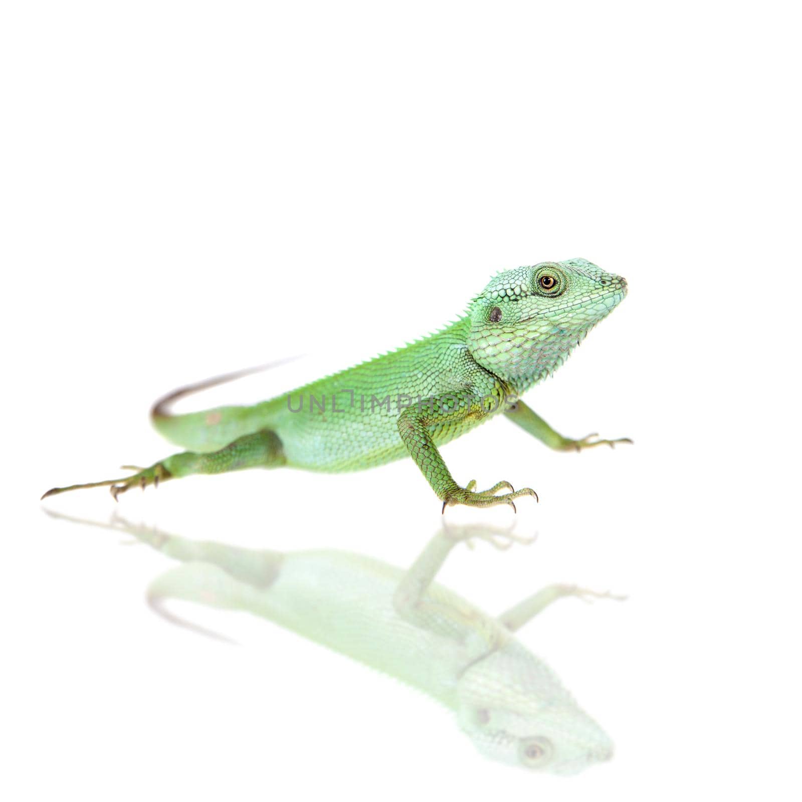 Black lipped Lizard, Calotes nigrilabris, on white by RosaJay