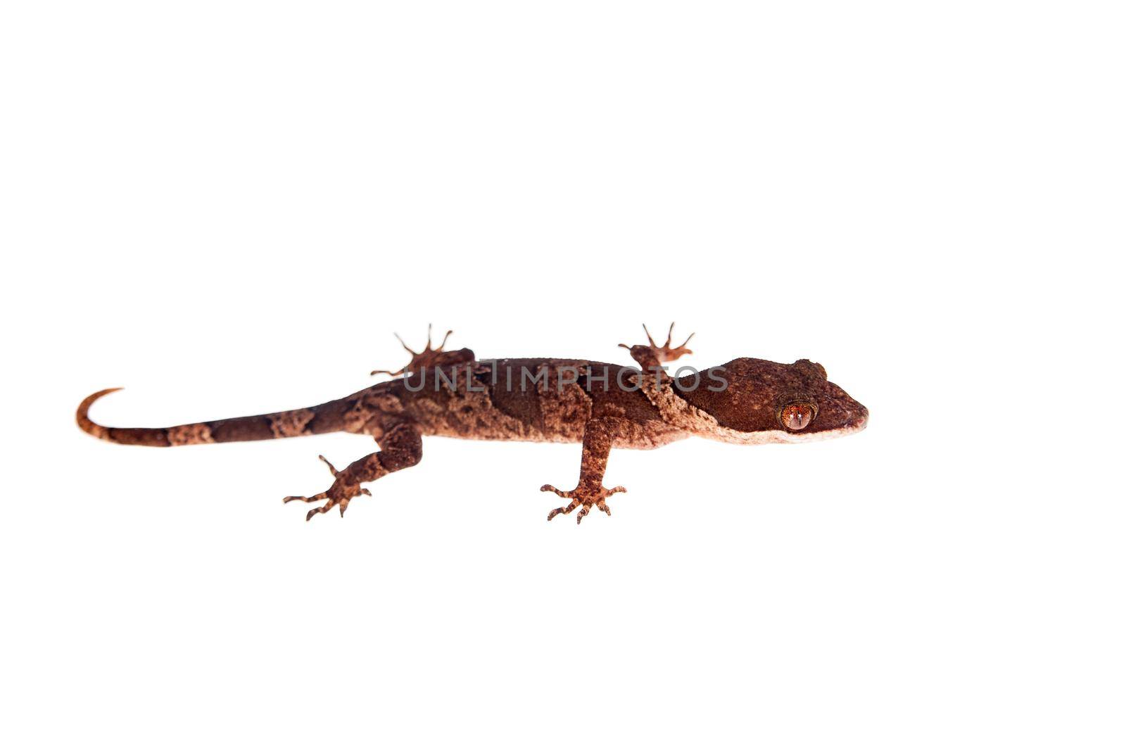 Bow-fingered gecko on white by RosaJay