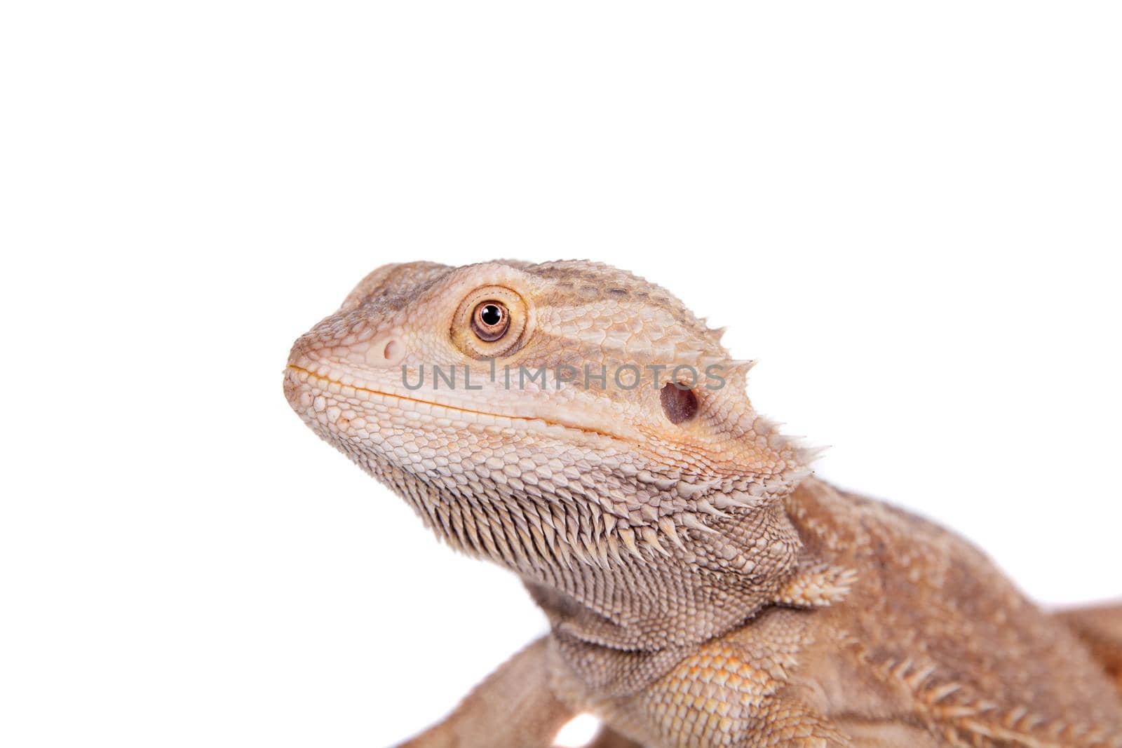 Central Bearded Dragon on white background by RosaJay