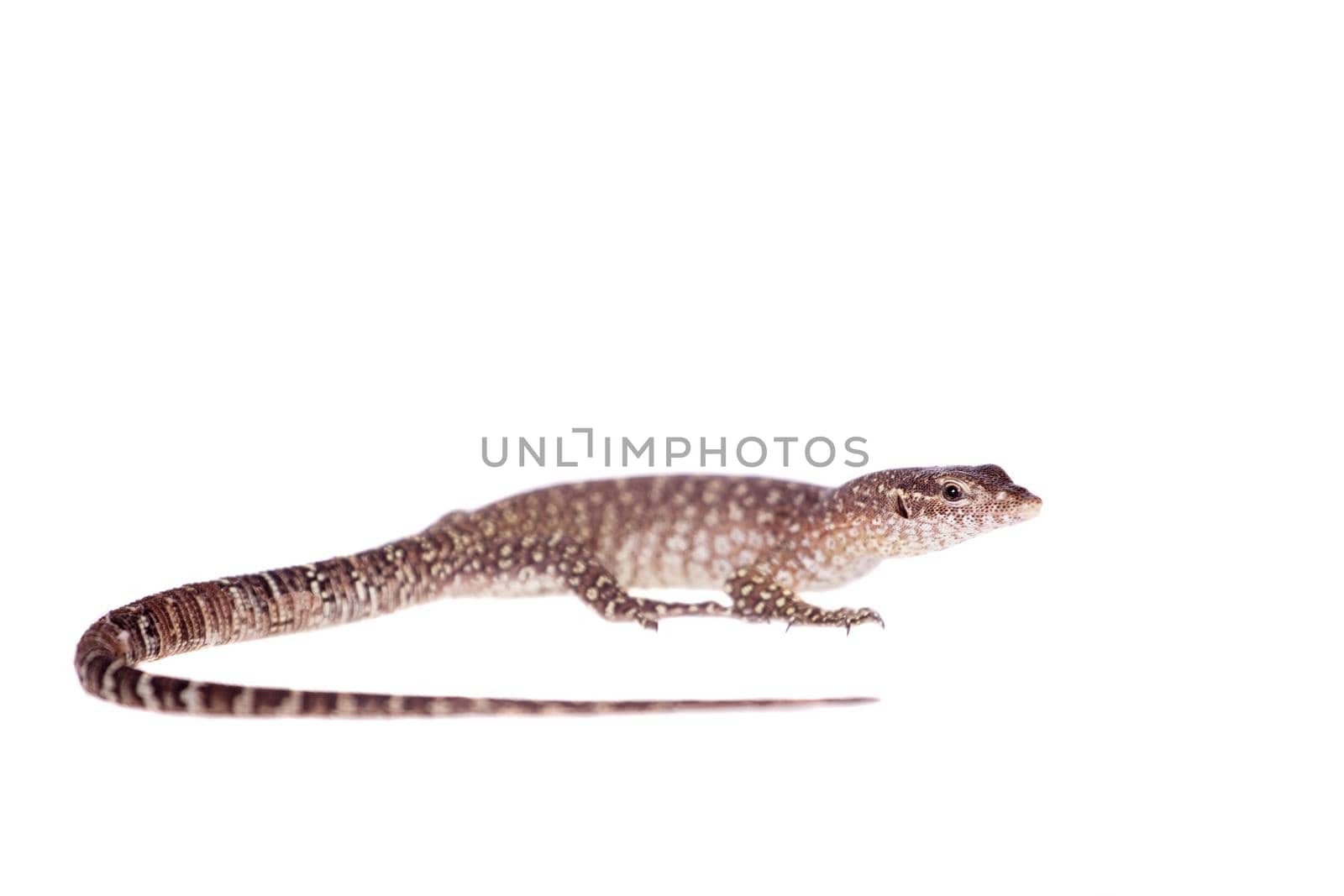 Asian Water Monitor Lizard, Varanus salvator, on white by RosaJay