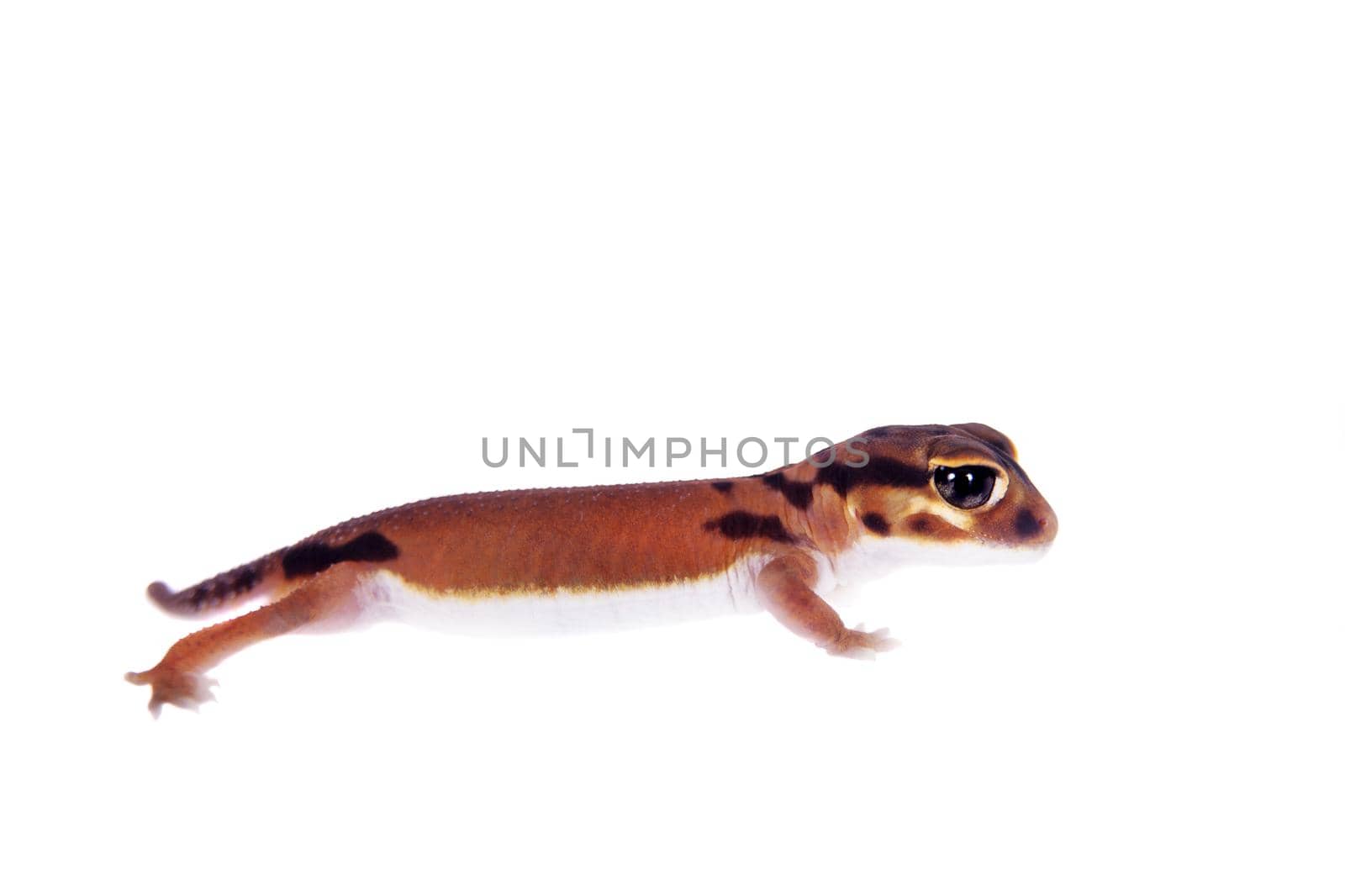 Pale Knob-tailed Gecko, Nephrurus laevissimus, isolated on white background
