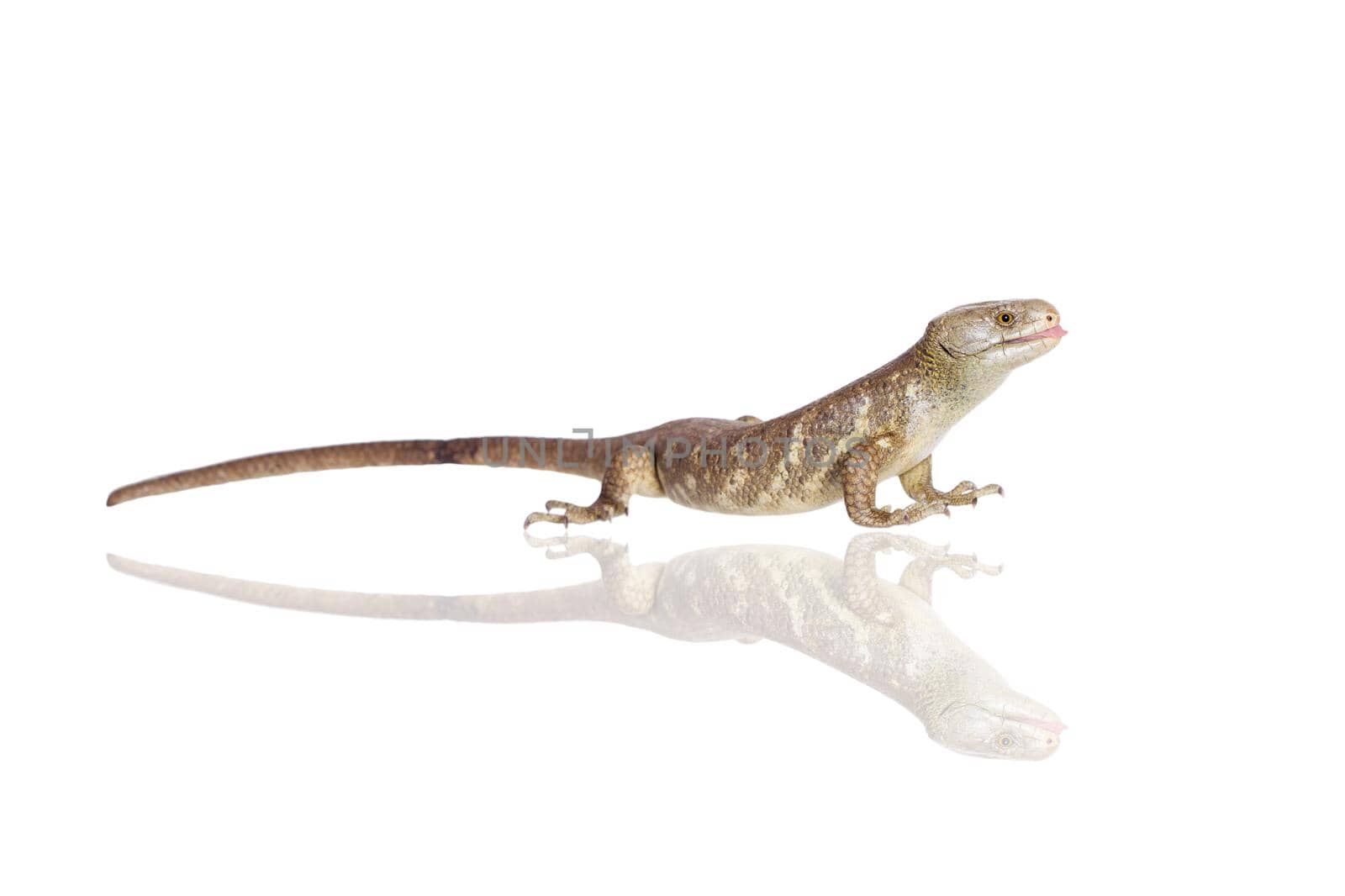 The Solomon Islands skink, Corucia zebrata, on white background