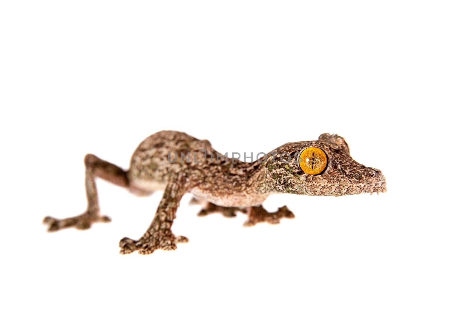 Leaf-tailed Gecko, uroplatus sameiti isolated on white background