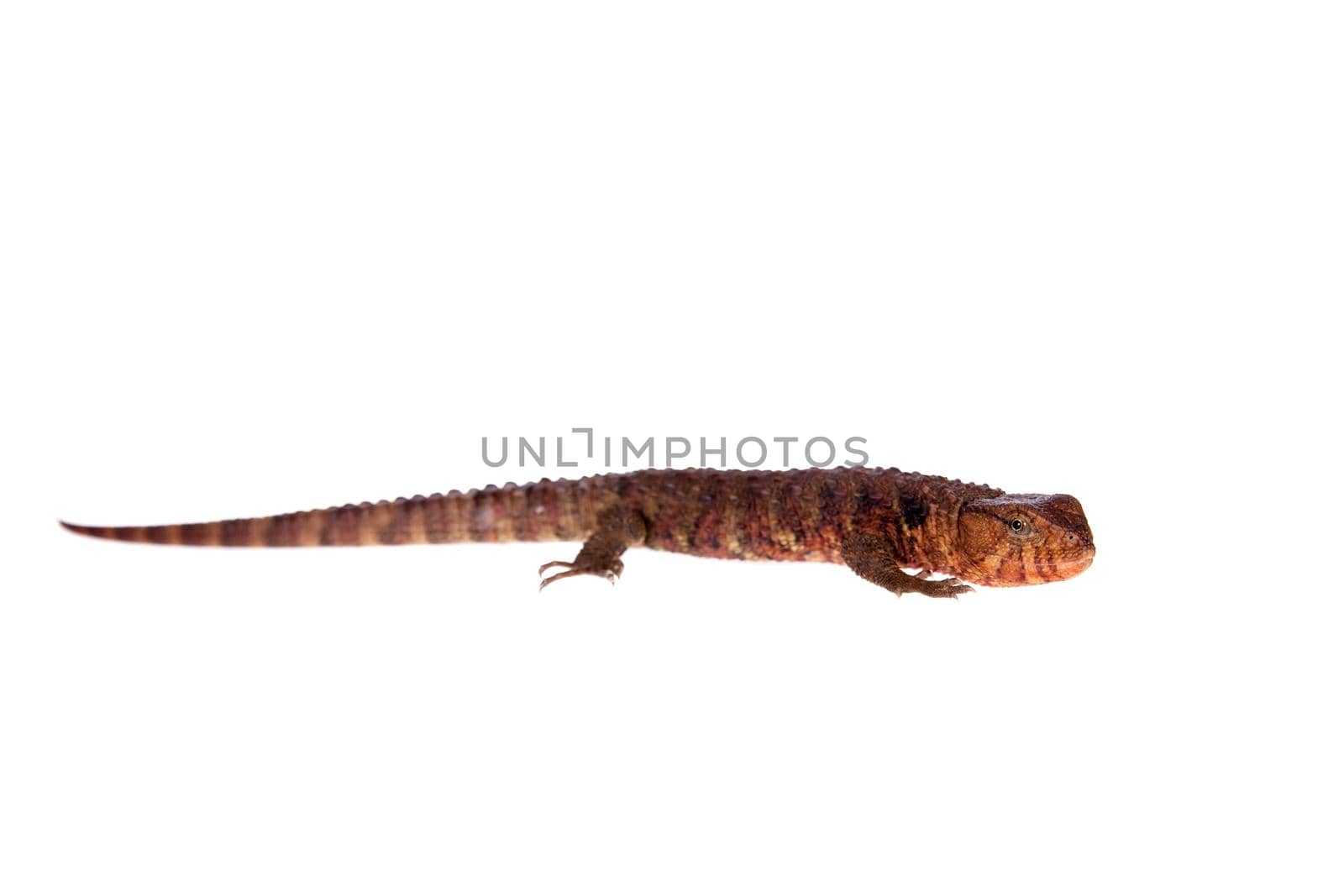 The Chinese crocodile lizard, Shinisaurus crocodilurus, isolated on white background