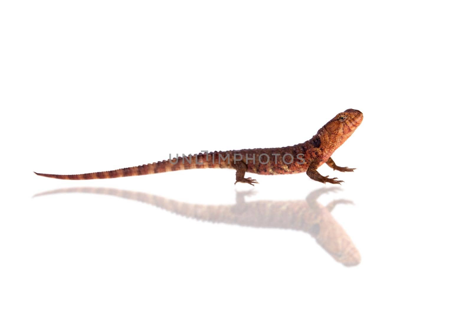 The Chinese crocodile lizard, Shinisaurus crocodilurus, isolated on white background