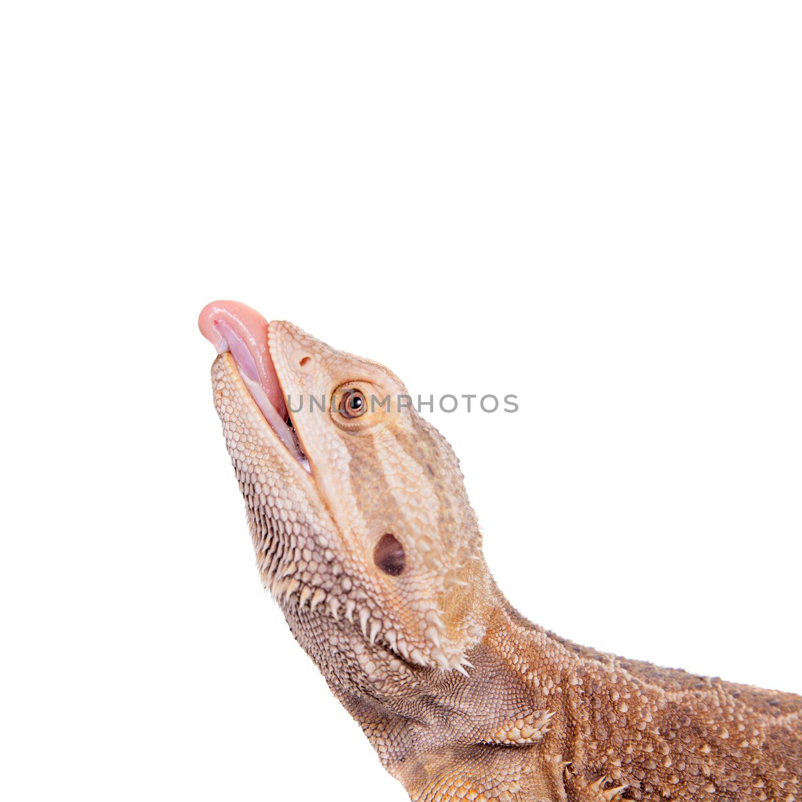 Central Bearded Dragon, Pogona vitCentral Bearded Dragon, Pogona vitticeps, chasing a cricket isolated on whiteticeps, chasing a cricket isolated on white