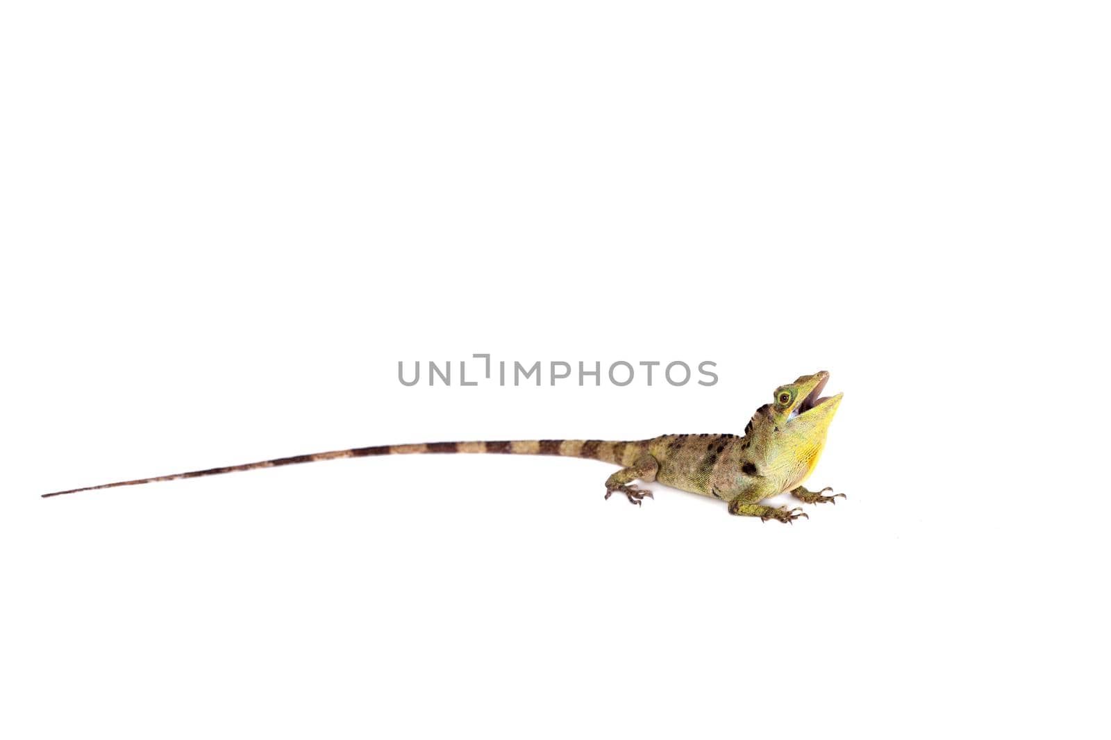 Dactyloa fraseri lizard isolated on white background