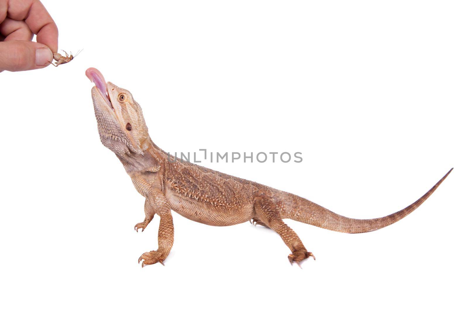 Central Bearded Dragon chasing a cricket on white by RosaJay