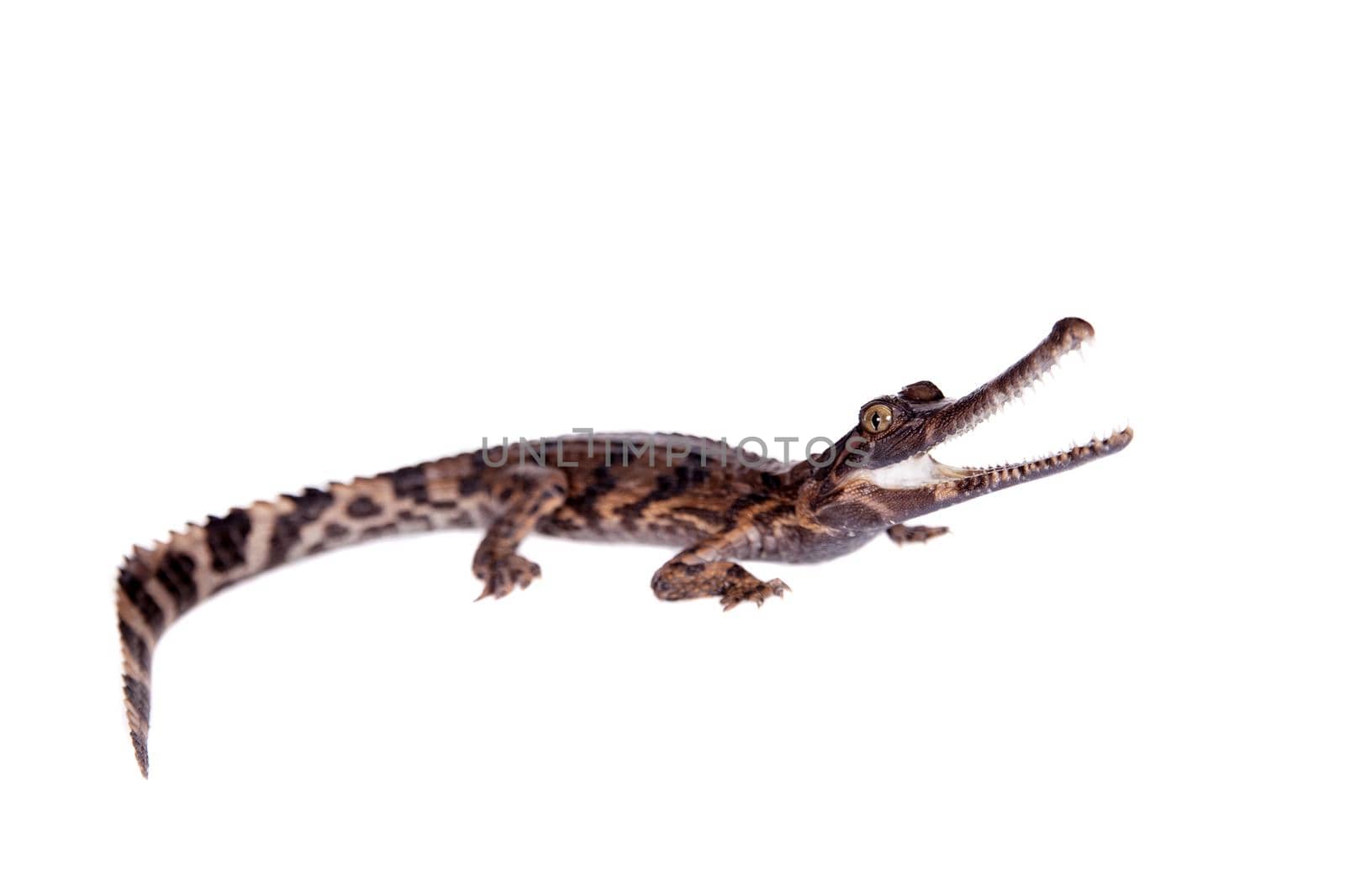 The false gharial , Tomistoma schlegelii, isolated on white background