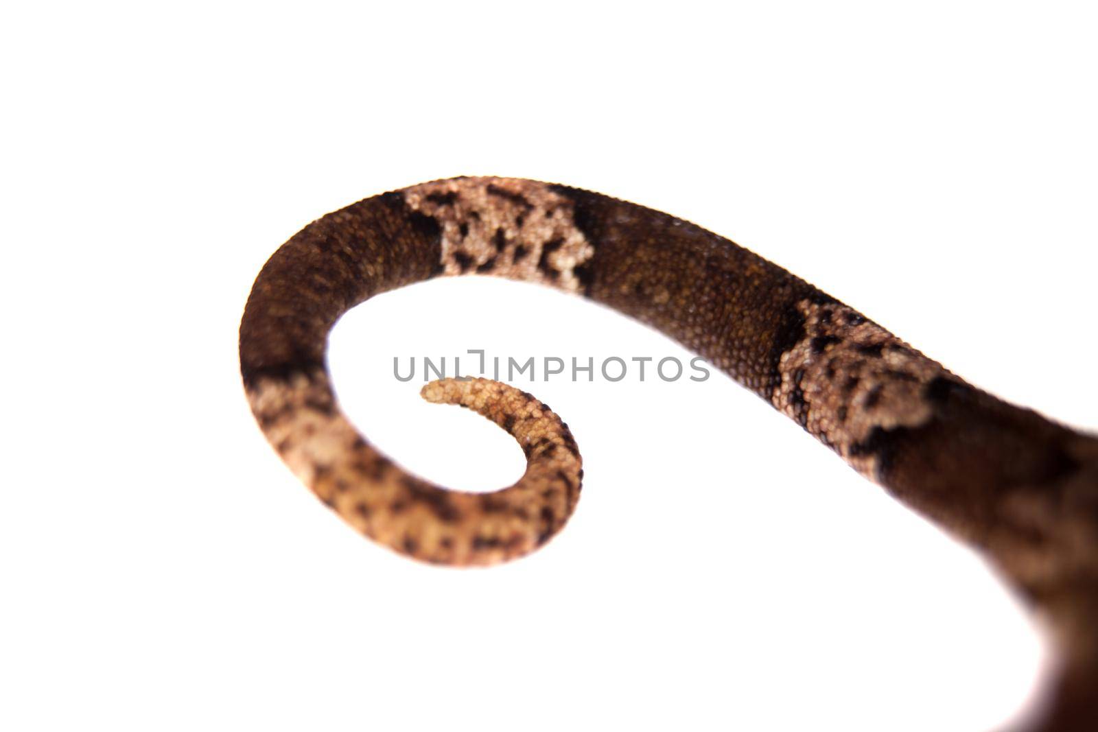 Bow-fingered gecko, Cyrtodactylus irianjayaensis, isolated on white background