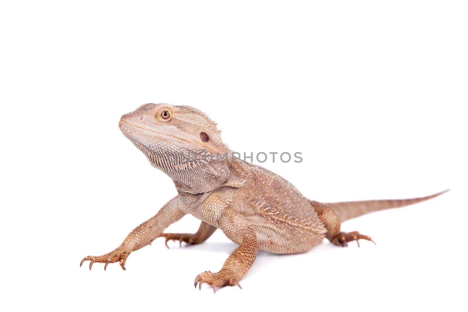 Central Bearded Dragon on white background by RosaJay