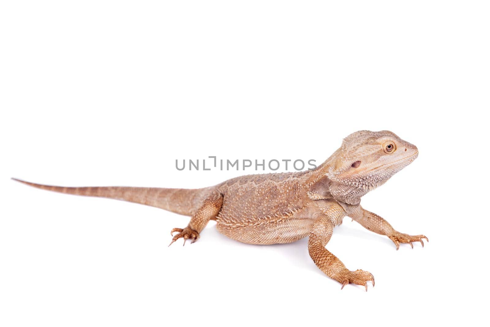 Central Bearded Dragon, Pogona vitticeps, isolated on white background