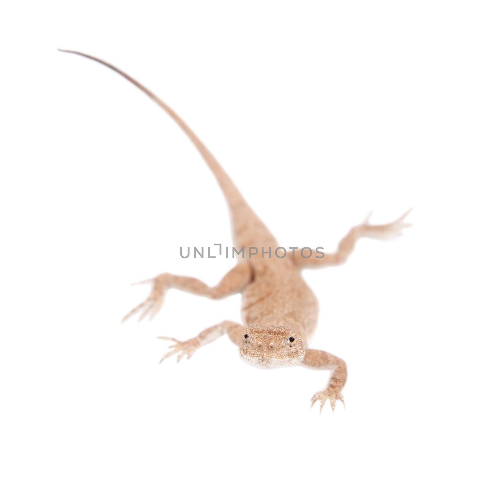 Secret Toad-Headed Agama, Phrynocephalus mystaceus, isolated on white