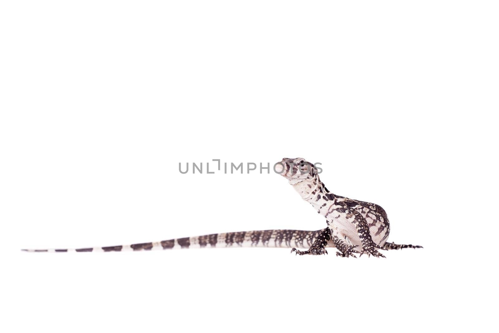 Timor Monitor Lizard, Varanus timorensis, on white by RosaJay