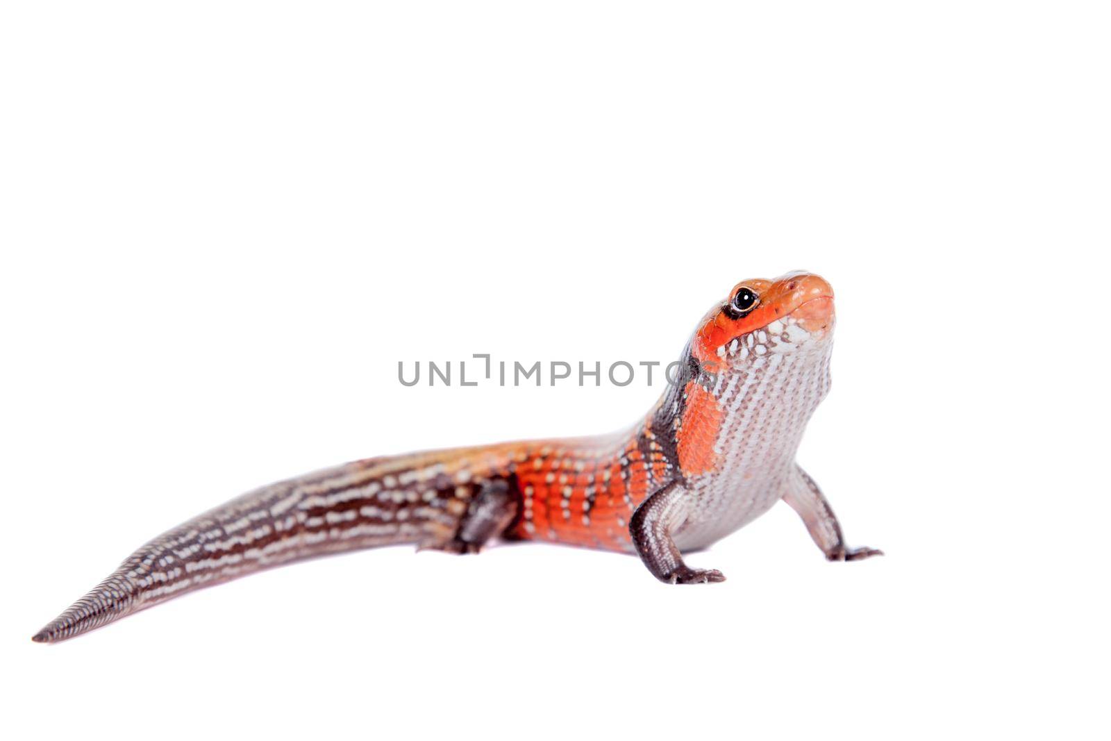 Fire Skink, Riopa fernandi, isolated on white background.