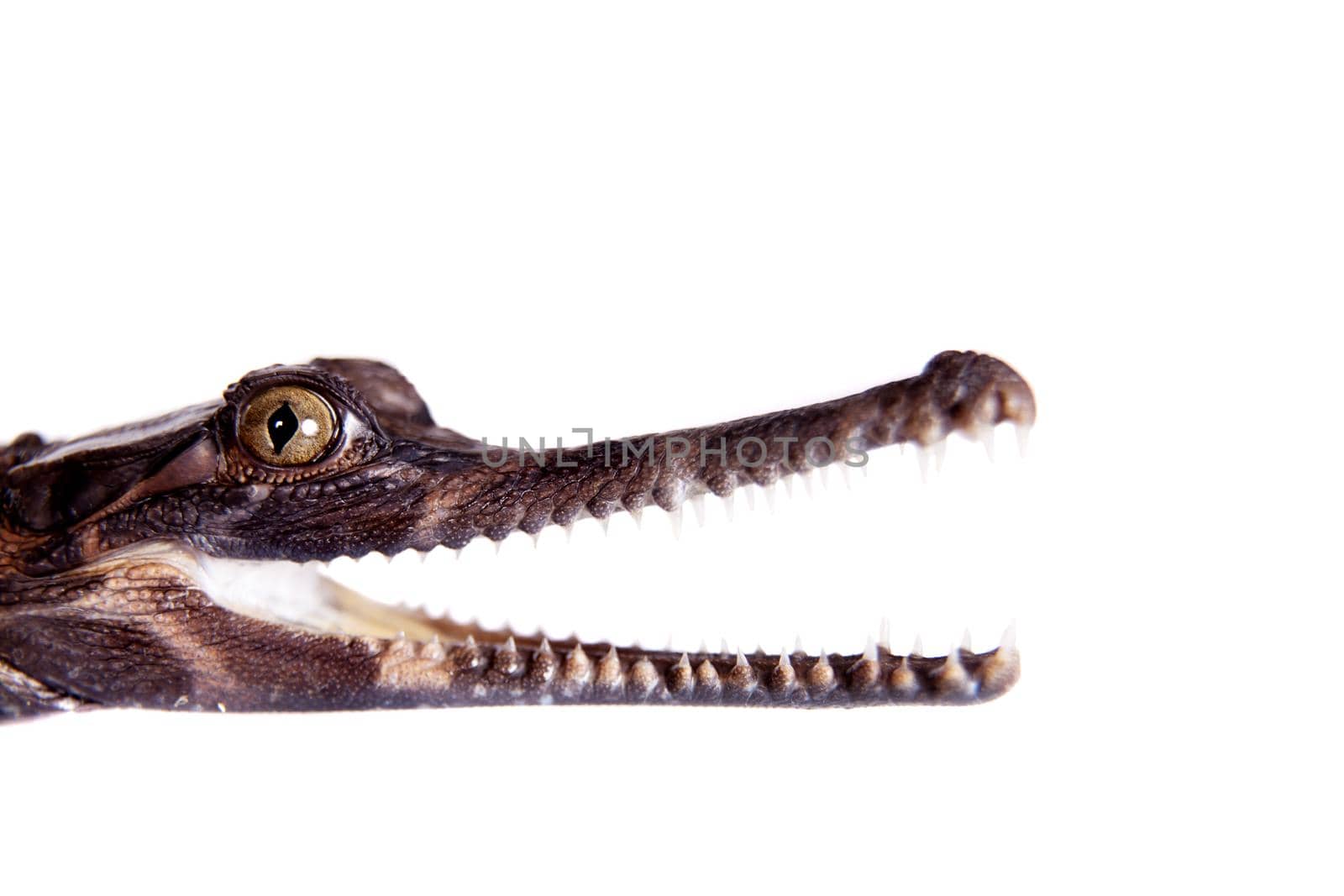 The false gharial , Tomistoma schlegelii, isolated on white background