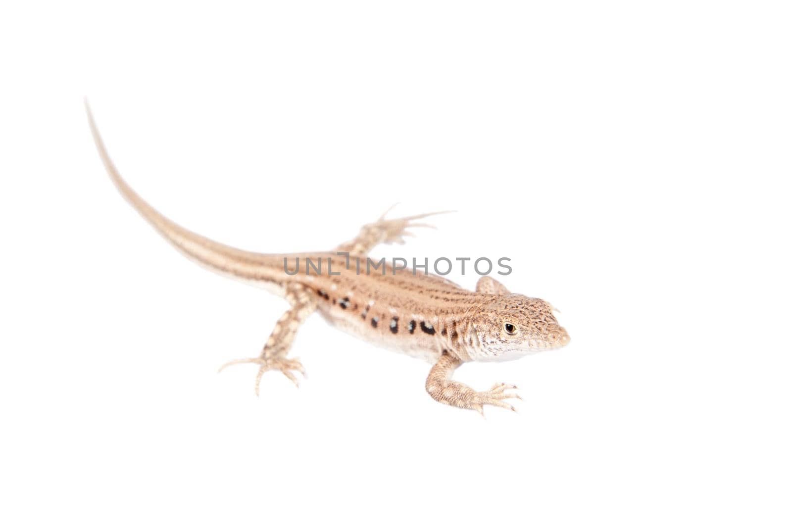 The rapid fringe-toed lizard, Eremias velox, isolated on white background