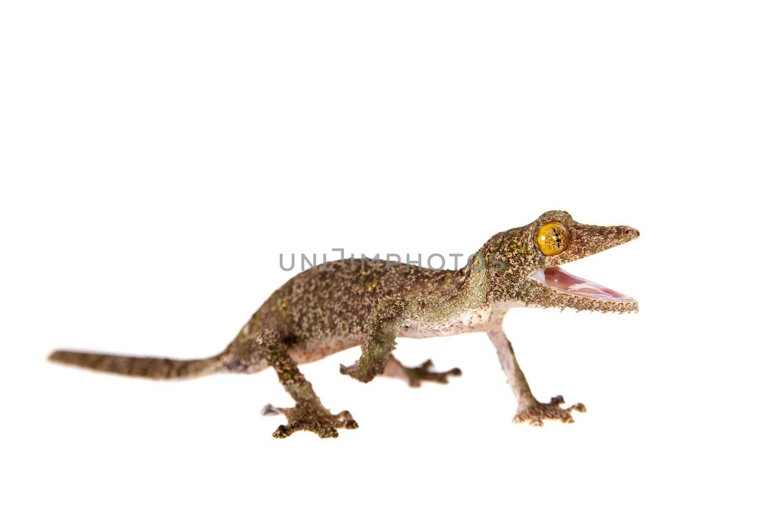 Leaf-tailed Gecko, uroplatus sameiti on white by RosaJay
