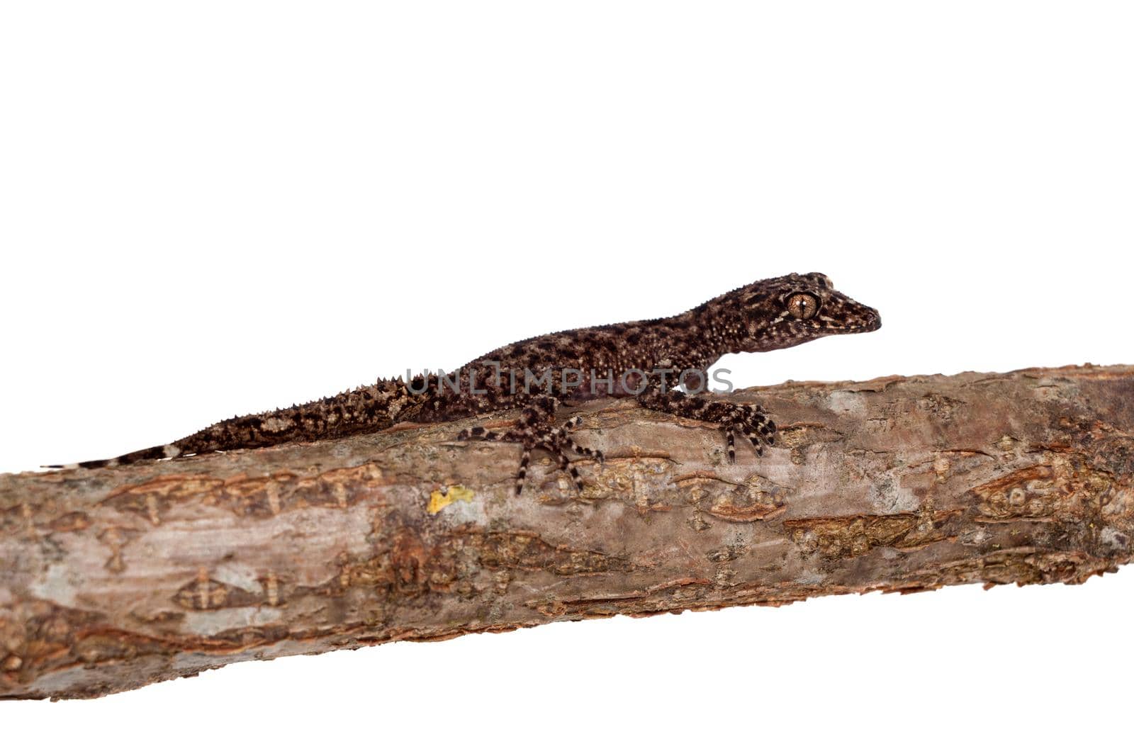 Australian leaf-tailed geckos, Phyllurus amnicola,, isolated on white background