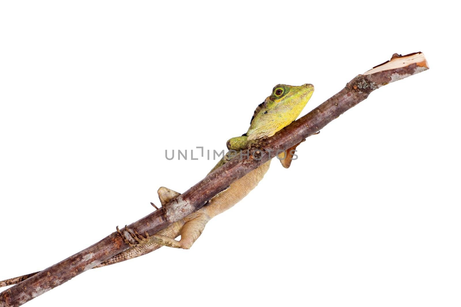 Dactyloa fraseri lizard isolated on white background