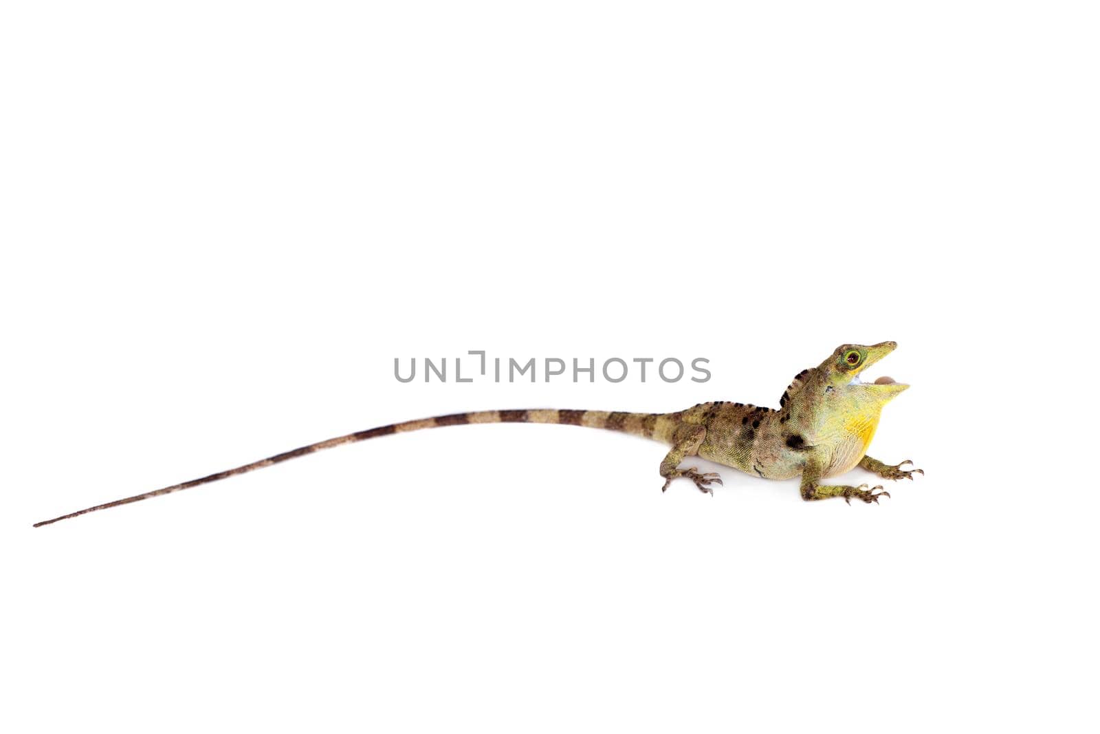 Dactyloa fraseri lizard isolated on white background