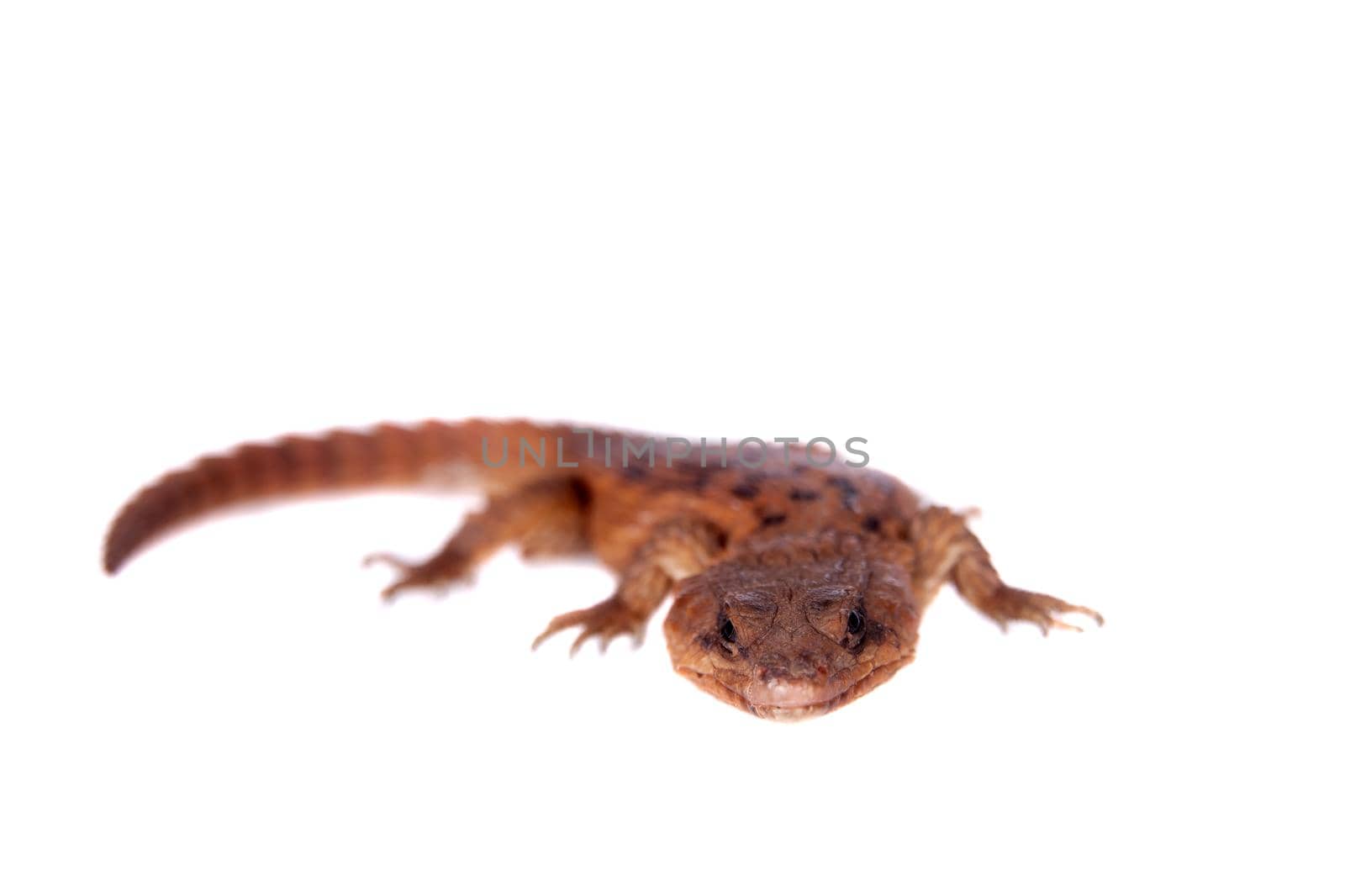 Transvaal Girdled Lizard, Cordylus vittifer, isolated on white background.