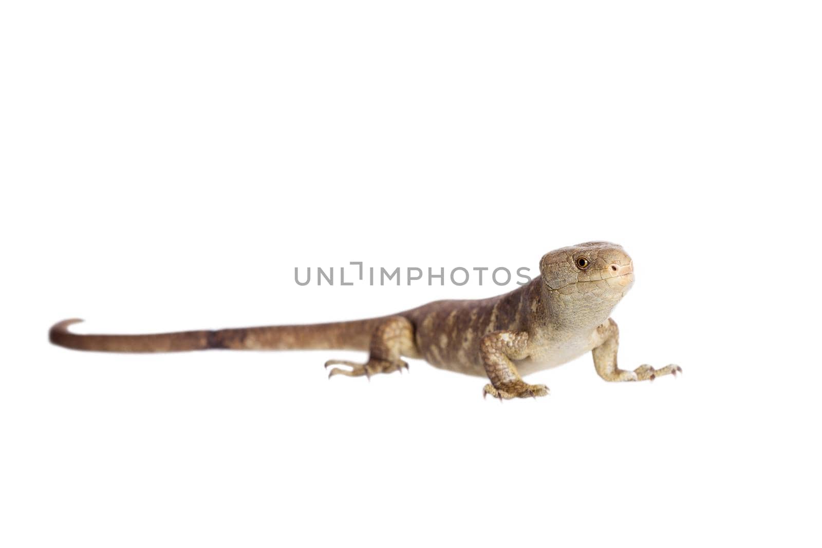 The Solomon Islands skink, Corucia zebrata, on white background