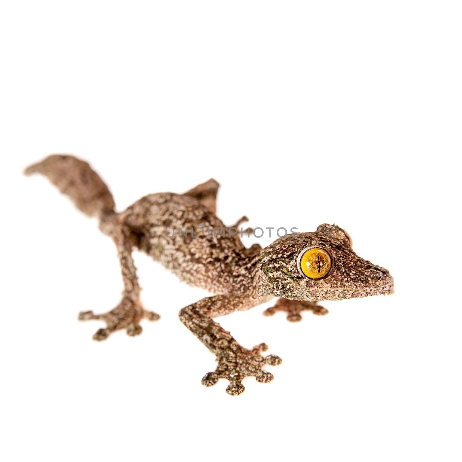 Leaf-tailed Gecko, uroplatus sameiti on white by RosaJay