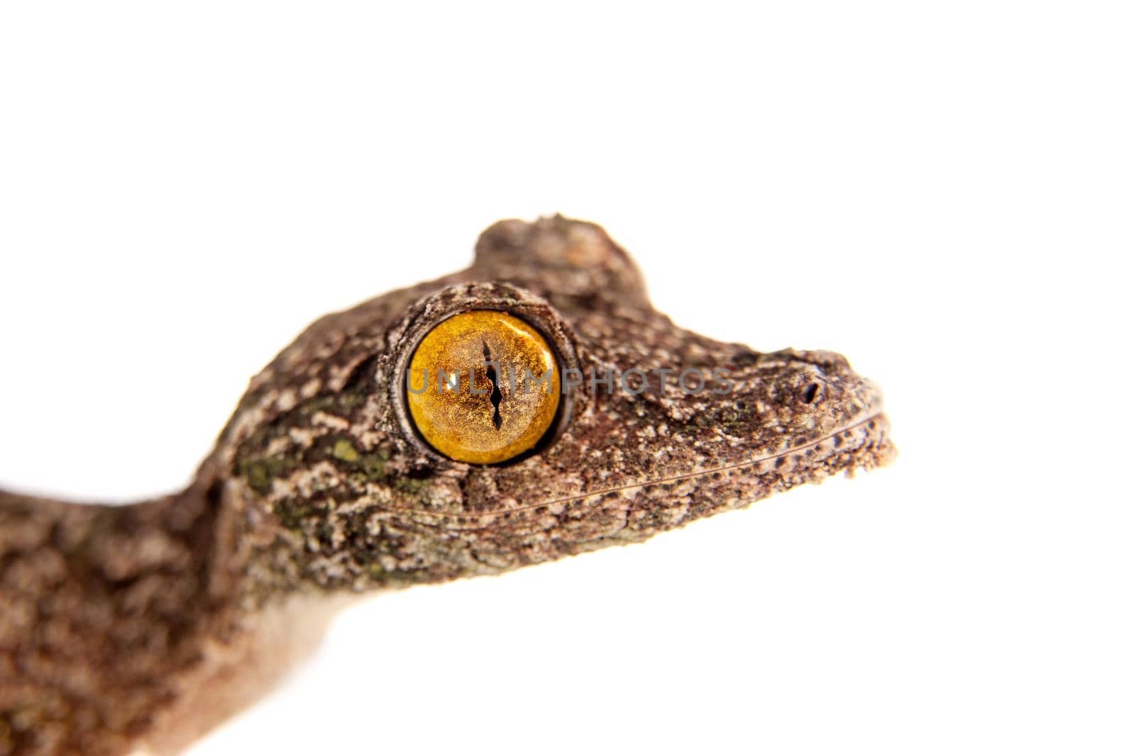 Leaf-tailed Gecko, uroplatus sameiti on white by RosaJay