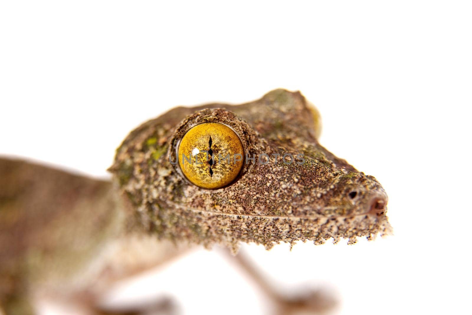 Leaf-tailed Gecko, uroplatus sameiti isolated on white background