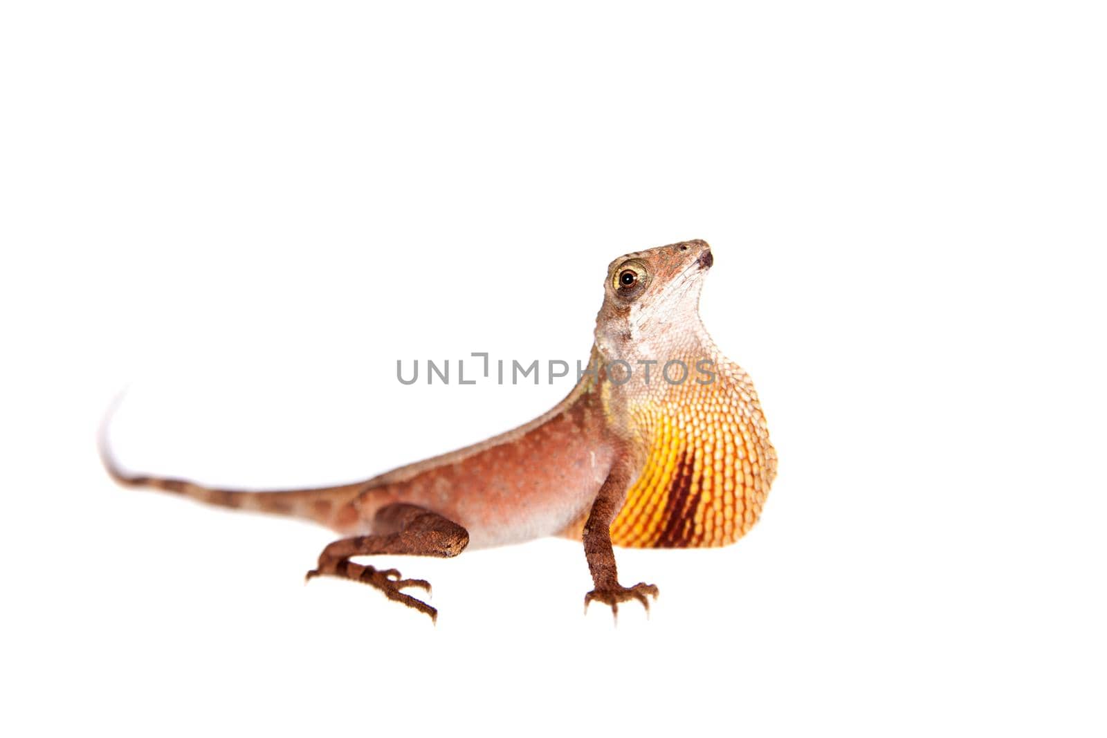 The Brown-patched Kangaroo lizard, Otocryptis wiegmanni, isolated on white