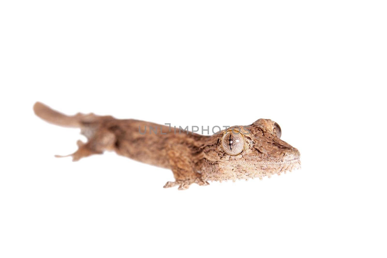 Leaf-toed gecko, unknow uroplatus, on white by RosaJay