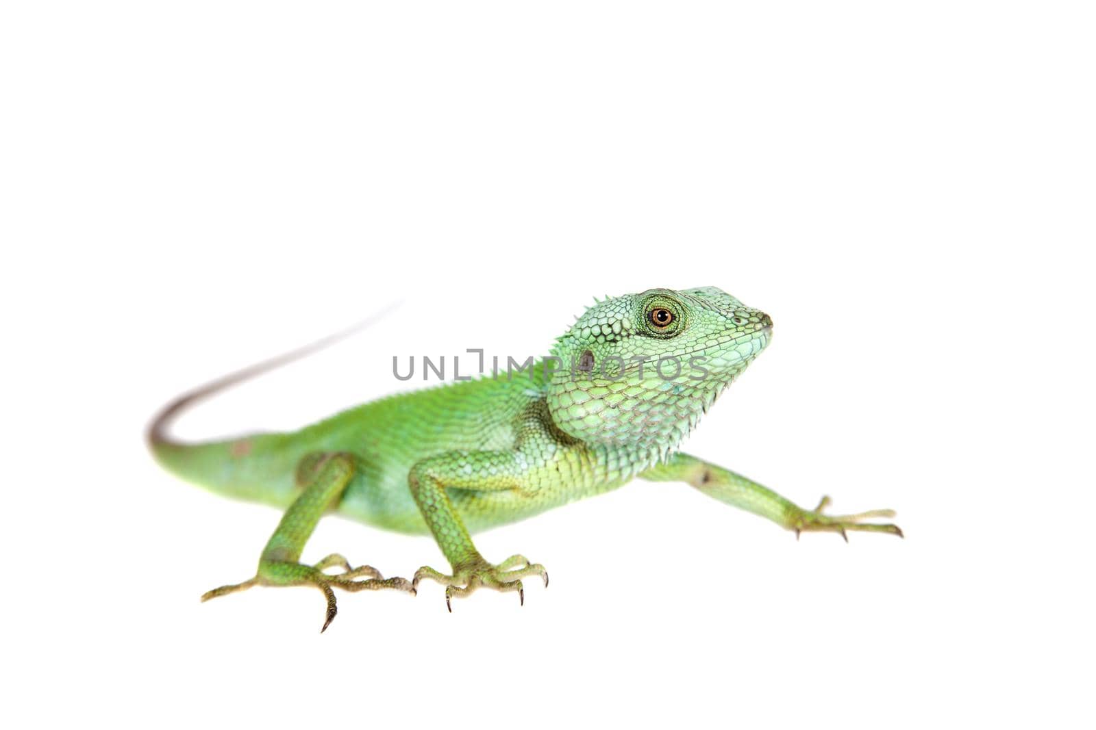 Black lipped Lizard, Calotes nigrilabris, on white by RosaJay