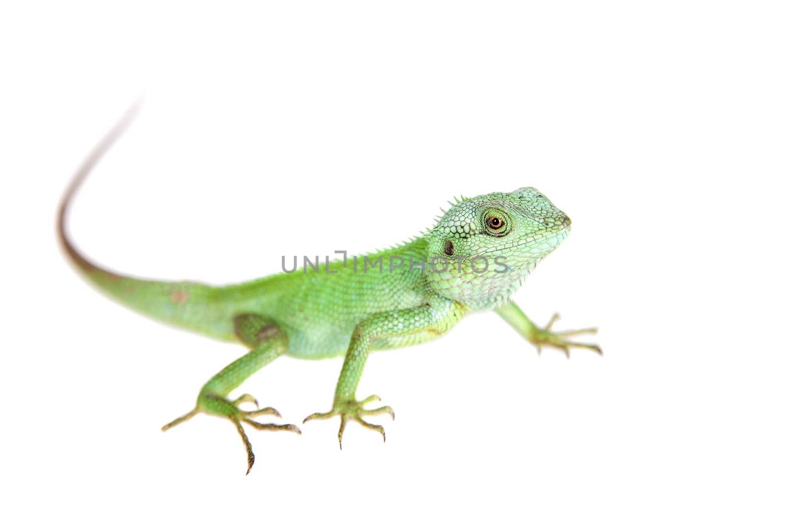 Black lipped Lizard, Calotes nigrilabris, on white by RosaJay