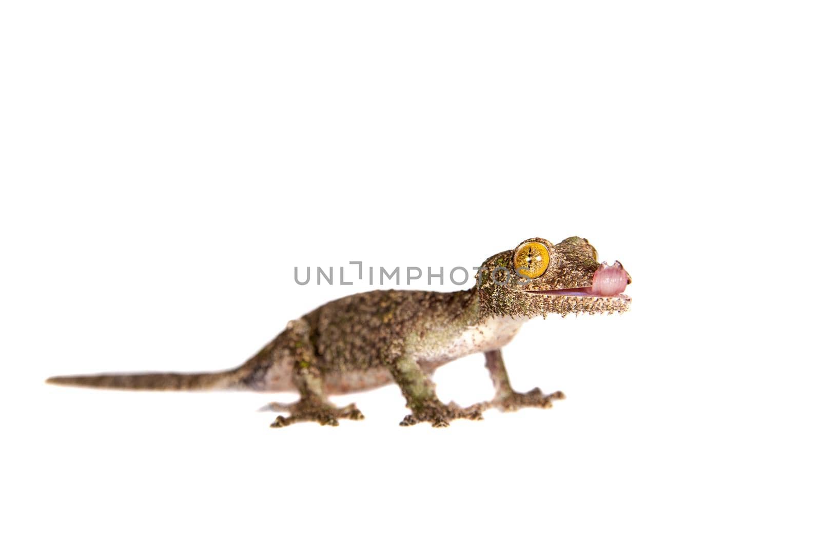 Leaf-tailed Gecko, uroplatus sameiti isolated on white background